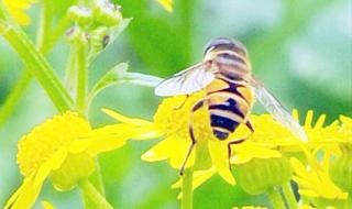蜜蜂是益虫还是害虫 蜜蜂是不是昆虫